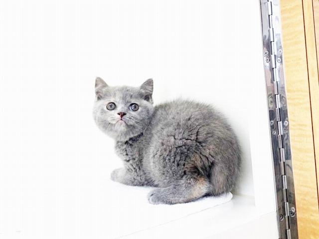 animal_image
