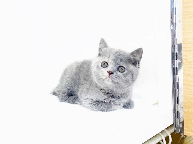 animal_image