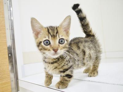 animal_image