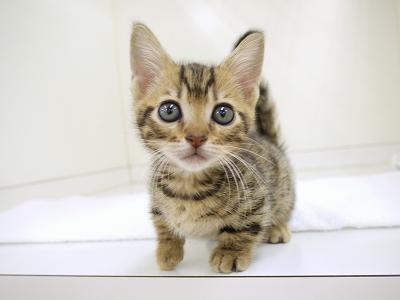 animal_image