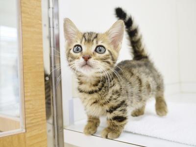 animal_image