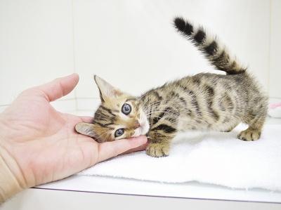 animal_image