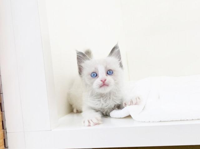 animal_image