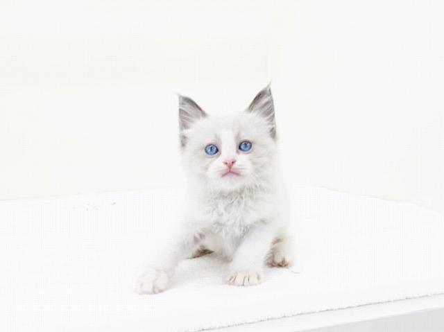 animal_image