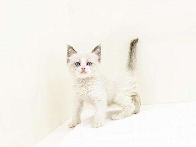animal_image