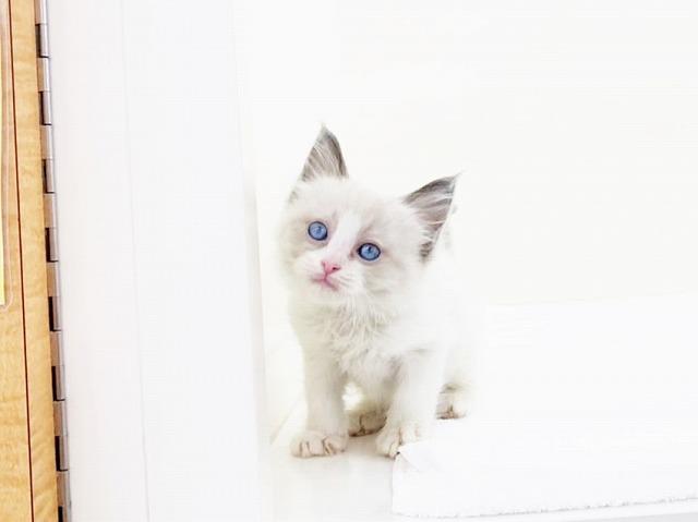 animal_image