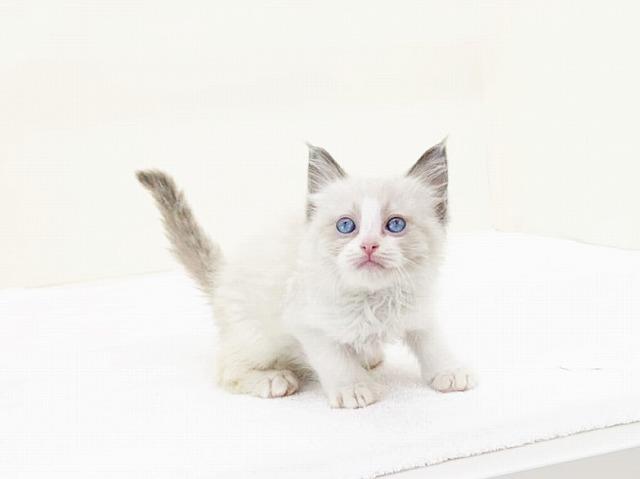 animal_image