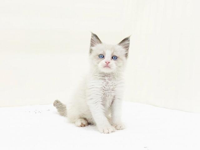 animal_image