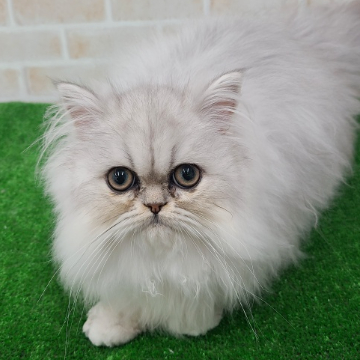 animal_image