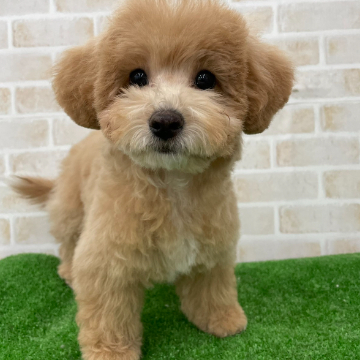 animal_image