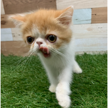 animal_image