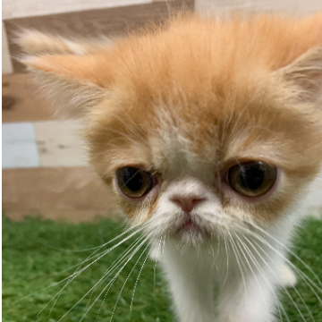 animal_image