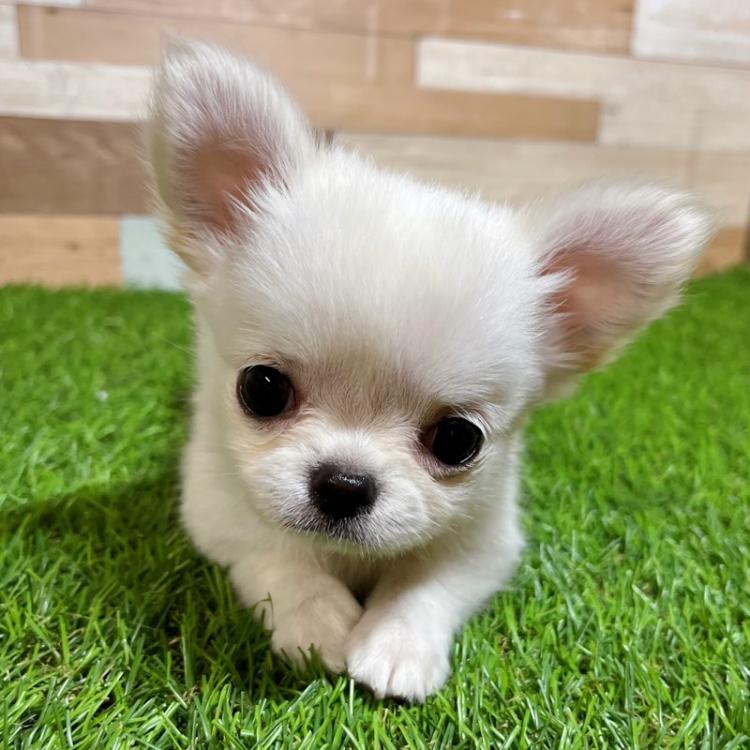 animal_image