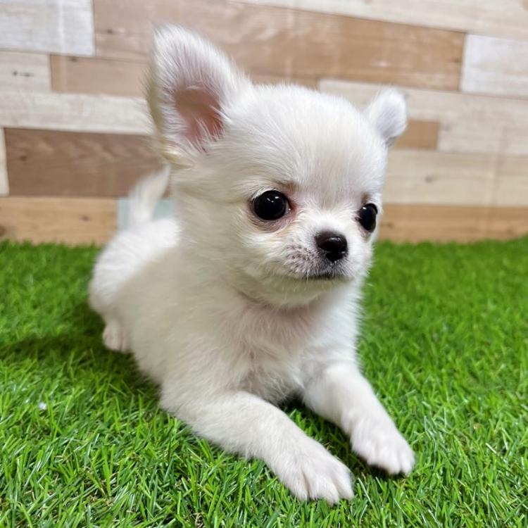 animal_image