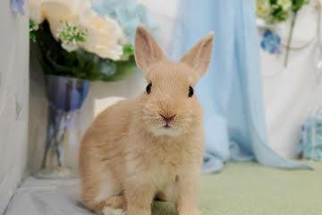 animal_image