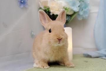 animal_image