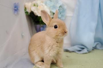 animal_image