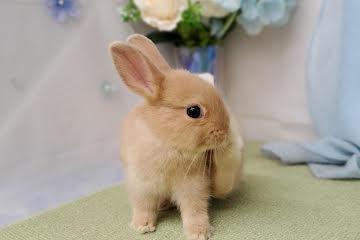 animal_image
