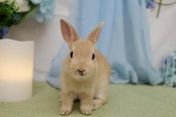 animal_image