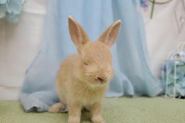 animal_image