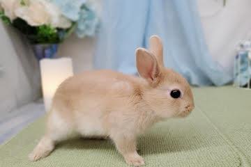 animal_image