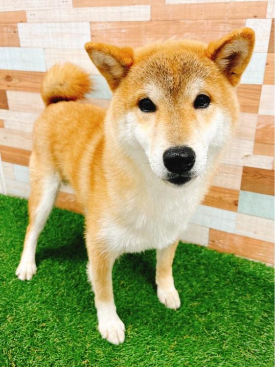 animal_image