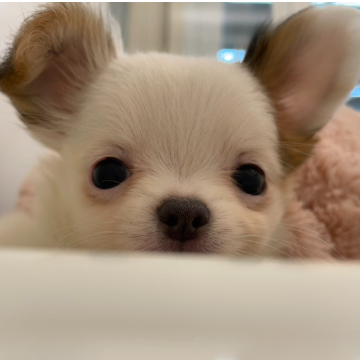 animal_image