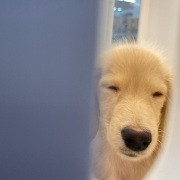 animal_image