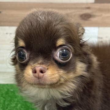 animal_image