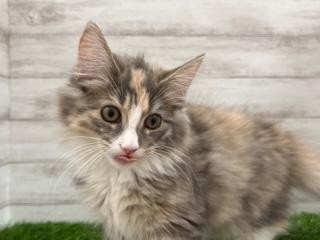 animal_image