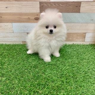animal_image