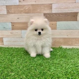 animal_image
