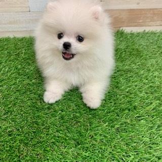 animal_image