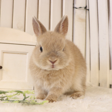 animal_image