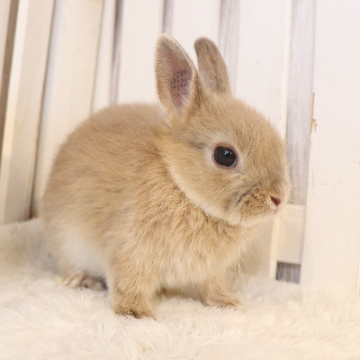animal_image
