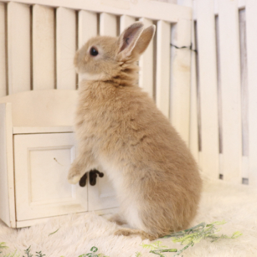 animal_image