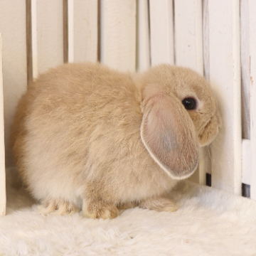 animal_image