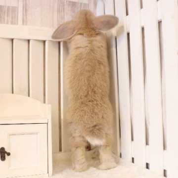 animal_image