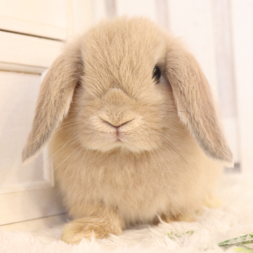 animal_image