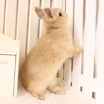 animal_image