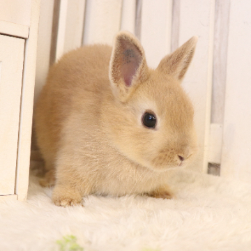 animal_image