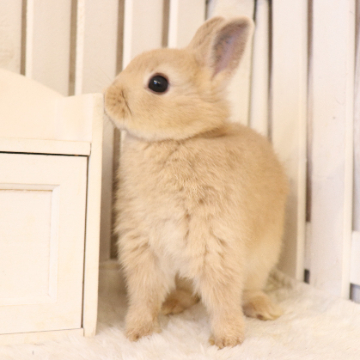 animal_image