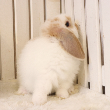 animal_image