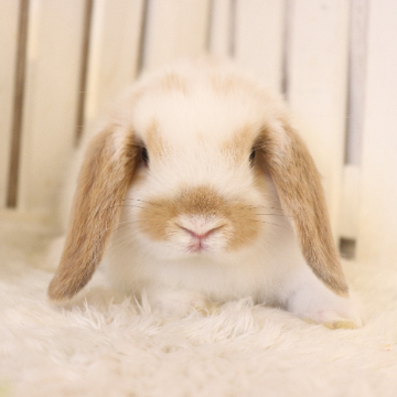 animal_image