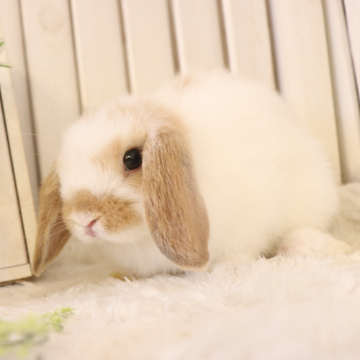animal_image