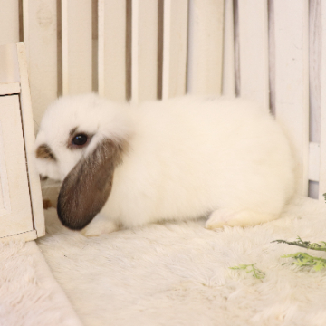 animal_image