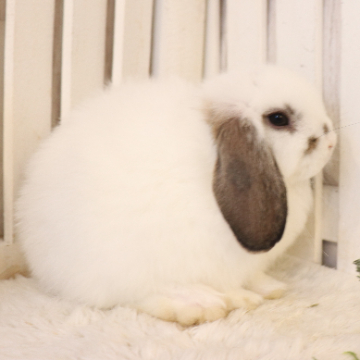 animal_image