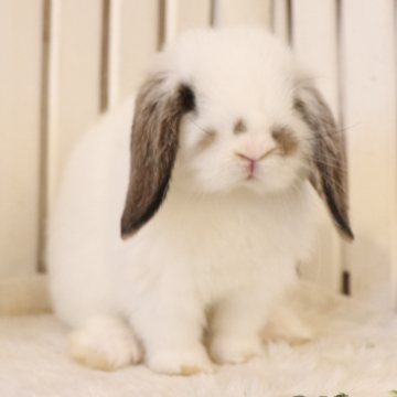animal_image