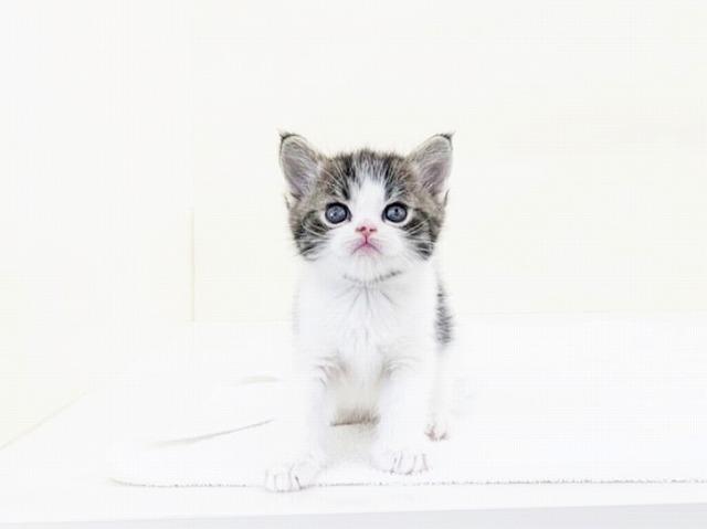 animal_image