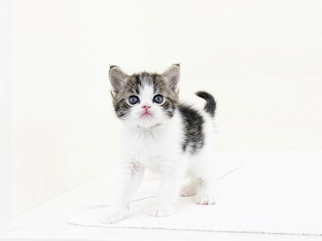 animal_image